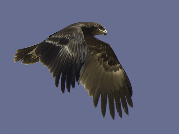 Kiljukotka, Greater Spotted Eagle, Clanga clanga